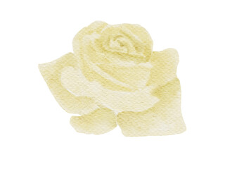 White Rose Watercolor