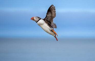 Atlantic Puffin returning to its burrow after a fishing expedition, Borgarfjörður eystri, Eastern Iceland