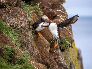 Atlantic Puffin returning to its burrow after a fishing expedition, Borgarfjörður eystri, Eastern Iceland