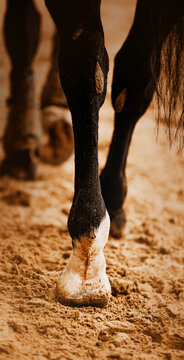 A rear view of the black legs of a horse with a long tail, which steps with hooves on a sandy arena. Equestrian life. Photo of a horse.