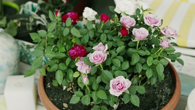 beautiful potted flowers recorded with 4k recording quality