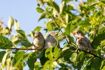 Flock of small bird sparrow sitting on tree branch on summer nature background. Group of birds sitting on branch. House sparrow (Passer domesticus)