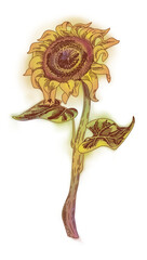 Sunflower flower with stem and leaves. Engraved color illustration. Colored wet edge background - 533718377