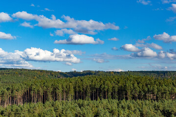 Fototapeta na wymiar Green coniferous forest and blue sky above it.