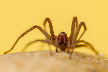 The big house spider Tegenaria domestica