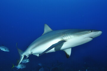 Gray Reef Shark