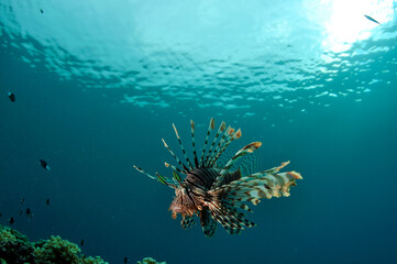 Fototapeta na wymiar Lionfish Above Reef