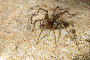 The big house spider Tegenaria domestica