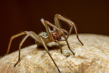 The big house spider Tegenaria domestica