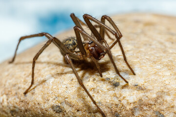 The big house spider Tegenaria domestica