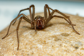The big house spider Tegenaria domestica