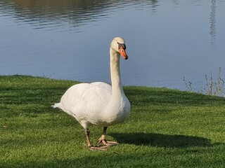Obraz premium Beautiful mute swan on a meadow