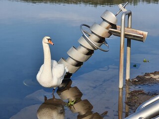 Reflection of a mute swan and an Archimedean screw in a water playground by a lake