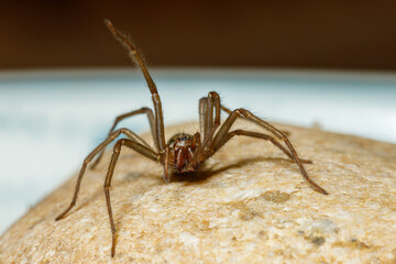 The big house spider Tegenaria domestica
