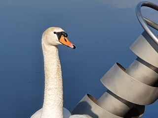 mute swan and archimedean screw in a water playground by a lake