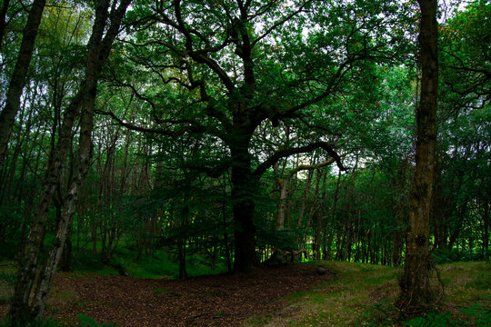 trees in the forest background © Anastasiia