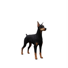 Doberman