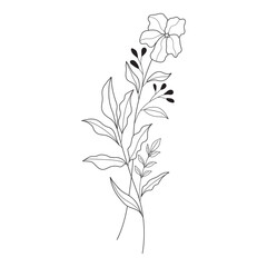 Botanical leaf Wildflower Line art