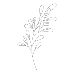 Fototapeta na wymiar Botanical leaf Wildflower Line art