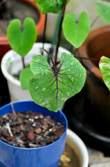 Colocasia Pharaohs Mask , Pharaohs mask elephant ear or Colocasia and rain drop