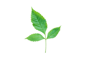 Naklejka na ściany i meble Green leaf Isolated on a white background. with clipping path