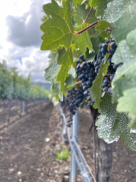 NAPA VALLEY - VI&Ntilde;EDOS