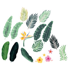 zestaw liści tropikalnych