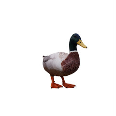 Mallard Duck isolated on white background