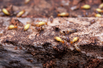 Termites eat wooden planks. Damage of a wooden house from termites.