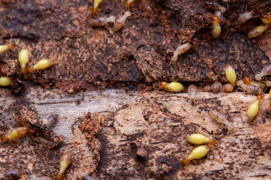 Termites eat wooden planks. Damage of a wooden house from termites.