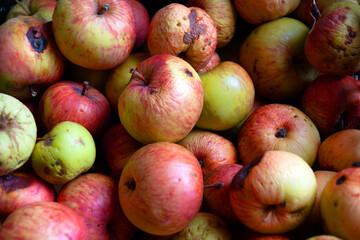 Many fresh good and some rotten apples of red-yellow and green colors, with brown sticks.