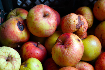 Many fresh good and some rotten apples of red-yellow and green colors, with brown sticks.