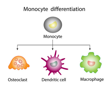 Monocyte Differentiation.  Dendritic cell, Osteoclast and Macrophage.