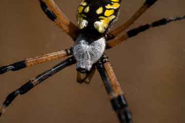 Black and yellow garden spider on web.