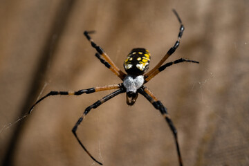 Black and yellow garden spider on web.