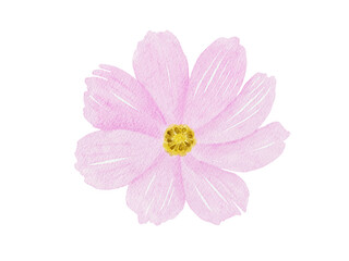 Pink Cosmos Flower Watercolor