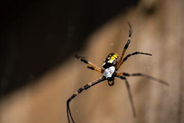 Black and yellow garden spider on web.