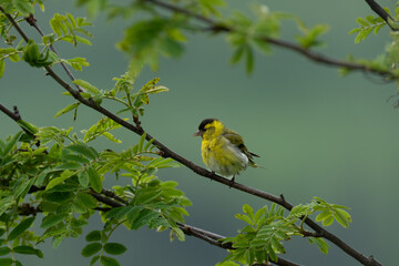 Eurasian siskin (Carduelis spinus) 