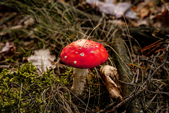 muchomor, trujący grzyb w lesie, nie do jedzenia, nie zbierać na leśnej wycieczce na grzyby 