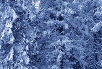 Magic snow-covered frosty branches of fir-tree in winter forest