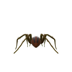 Fishing spider