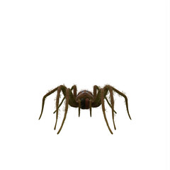Fishing spider