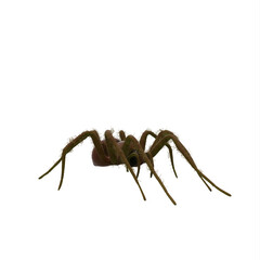 Fishing spider