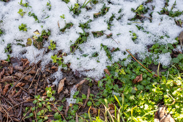 white snow lay on autumn leaves and green grass. The arrival of winter. Seasons