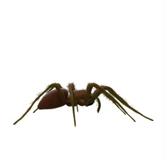 Fishing spider