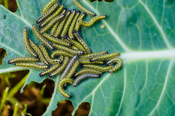 Die Raupen vom Kohlweißling Pieris brassicae vernichten die Kohlernte