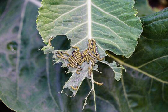 Die Raupen vom Kohlwei&szlig;ling Pieris brassicae vernichten die Kohlernte