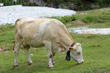 cow while grazing the grass in the valley in the mountains in summer