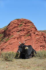 Cow in Seven bulls and a broken heart canyon in Kyrgyzstan
