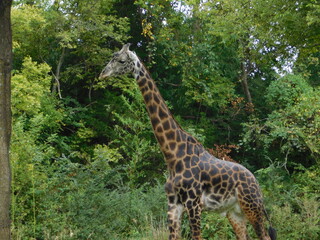 A male giraffe walking by trees